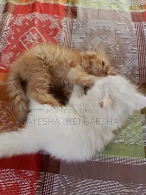 ১-৩ মাস বয়সী মেইল পিওরব্রেড পার্সিয়ান