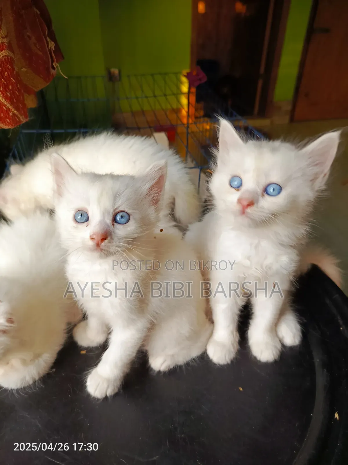 1-3 Months Male Mixed Breed Persian