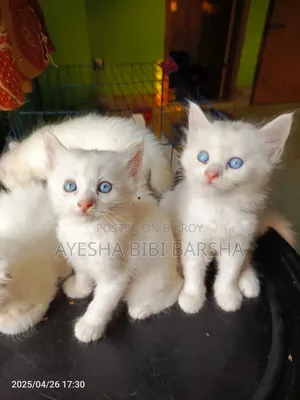 1-3 Months Male Mixed Breed Persian