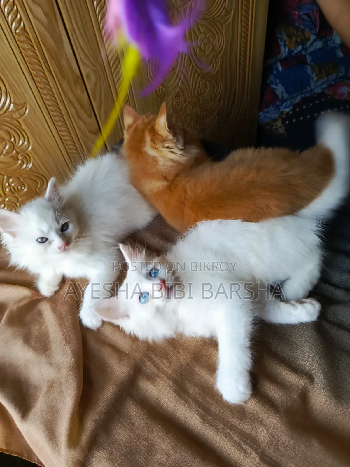 1-3 Months Male Mixed Breed Persian