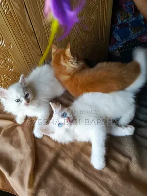 1-3 Months Male Mixed Breed Persian