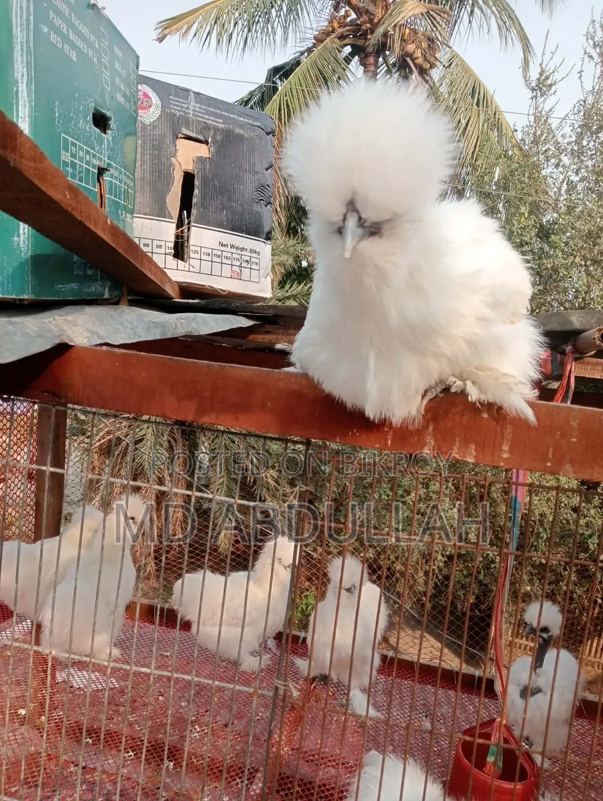 Silkie Chicken Chicks