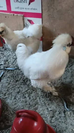 Silkie Chicken Chicks