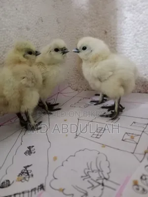 Silkie Chicken Chicks