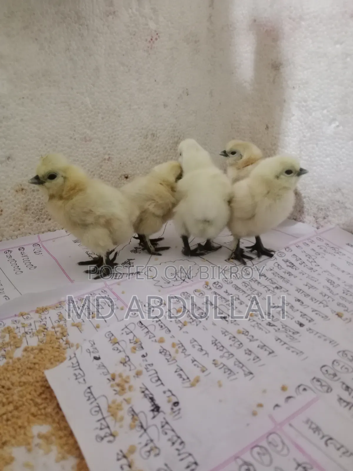 Silkie Chicken Chicks