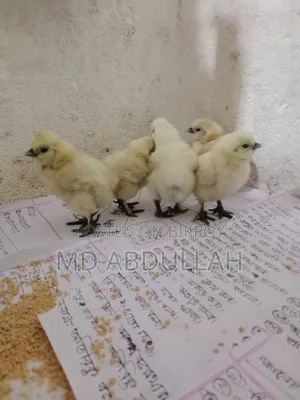 Silkie Chicken Chicks