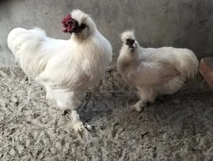 Silkie Chicken Chicks