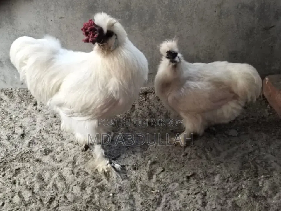 Silkie Chicken Chicks