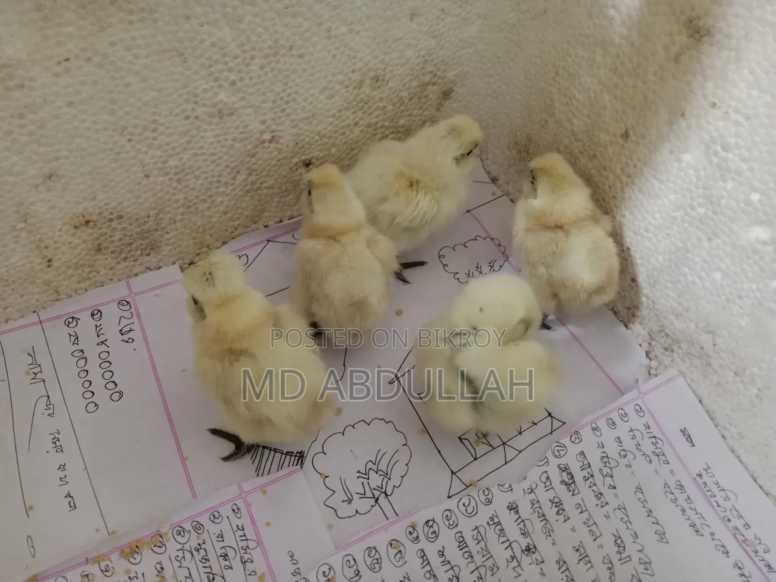 Silkie Chicken Chicks