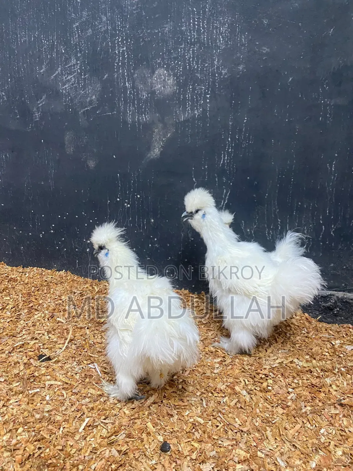 Silkie Chicken Chicks