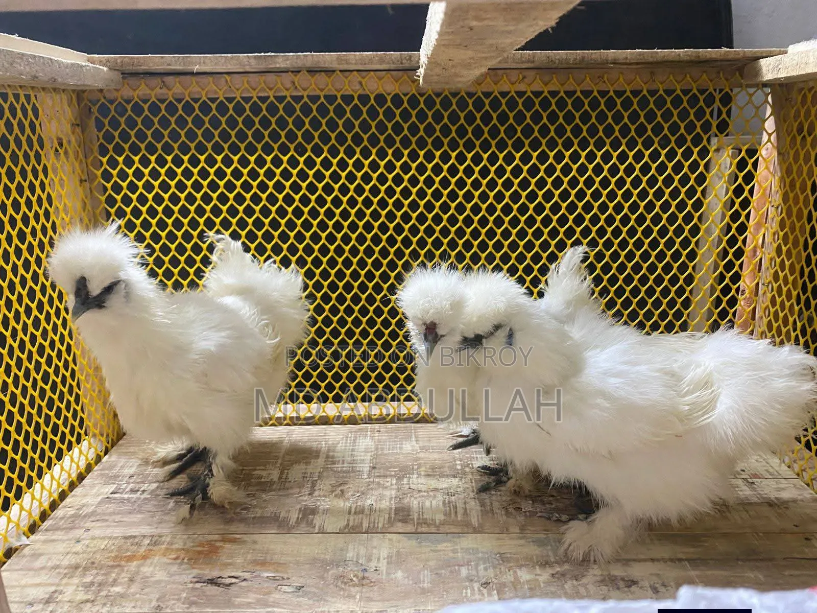 Silkie Chicken Chicks