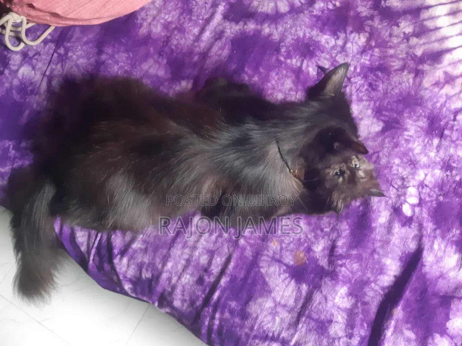 6-12 Months Female Purebred Persian