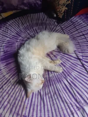6-12 Months Female Purebred Persian