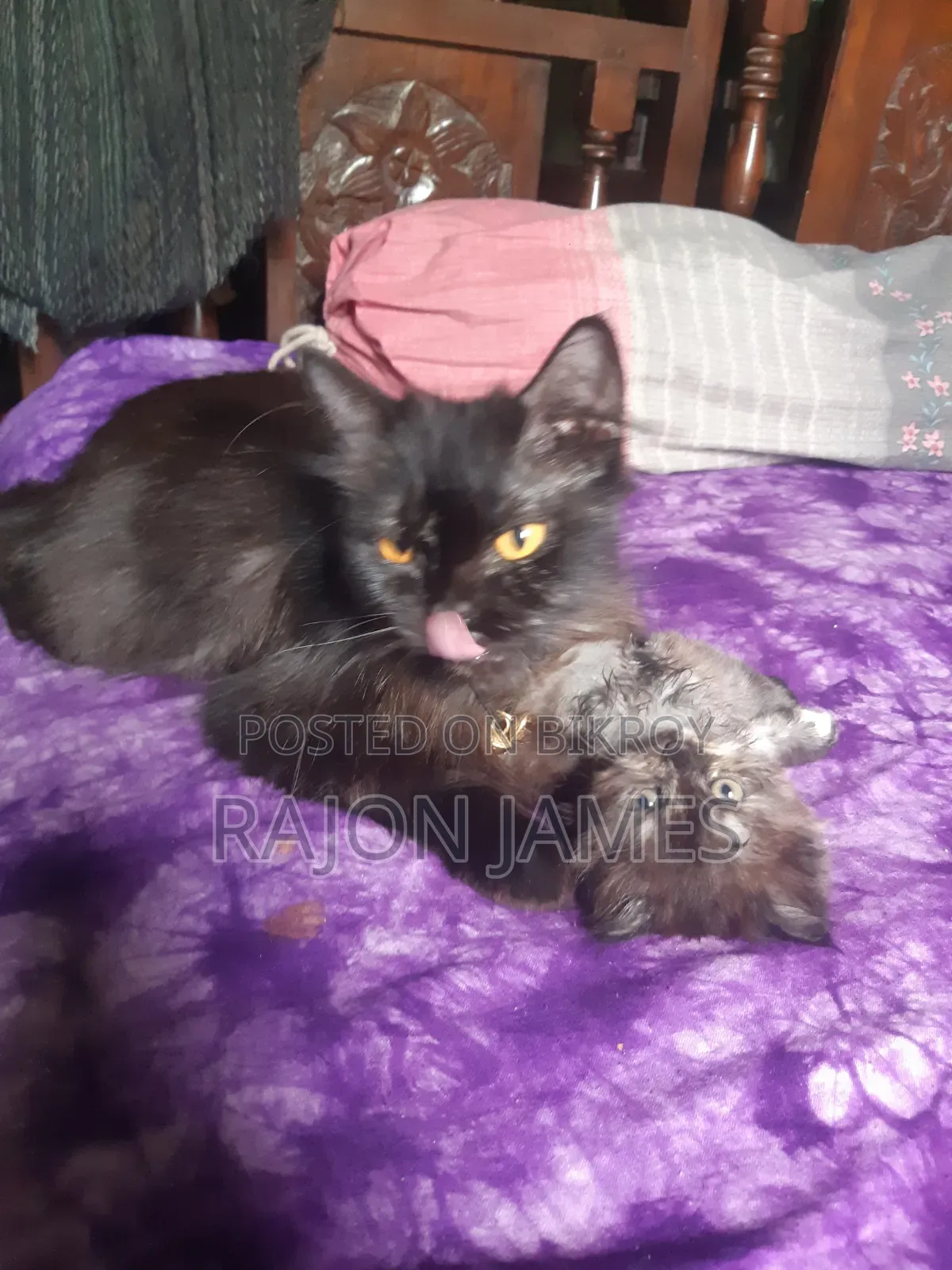 6-12 Months Female Purebred Persian