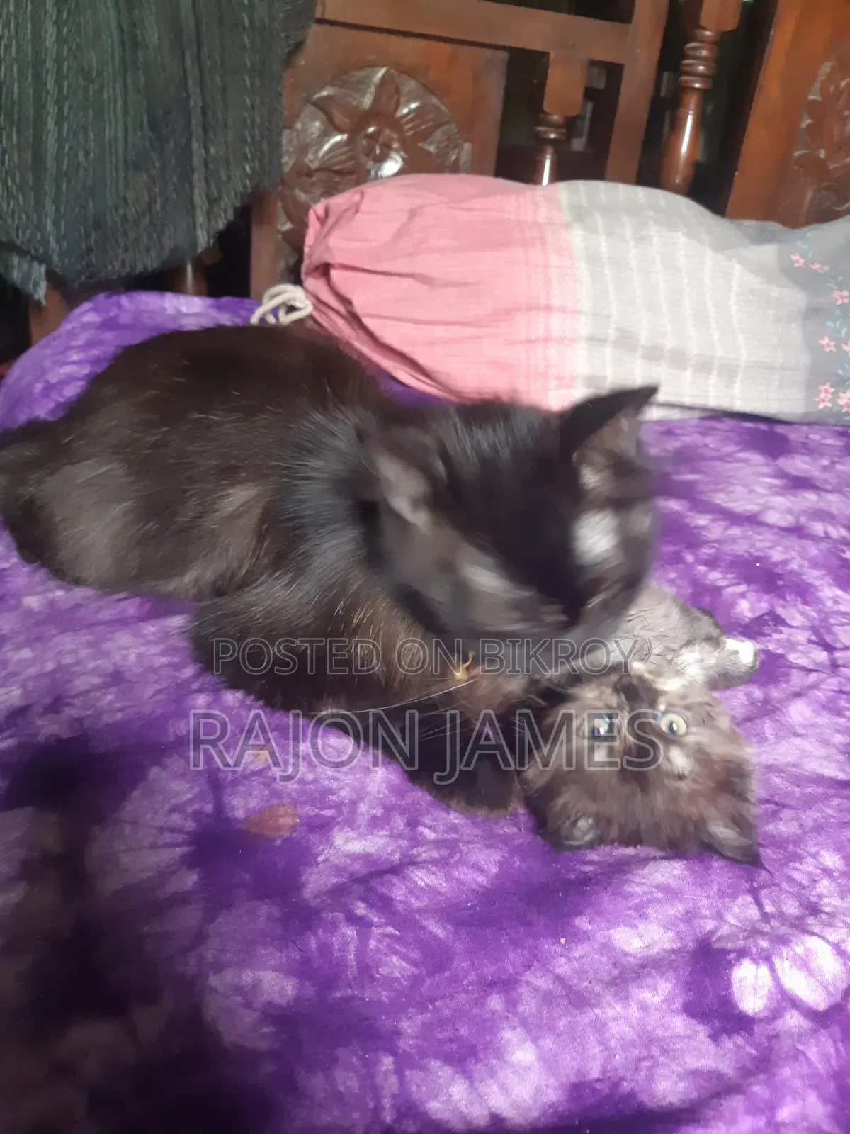 6-12 Months Female Purebred Persian