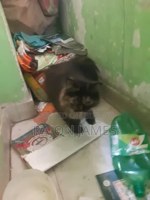6-12 Months Female Purebred Persian