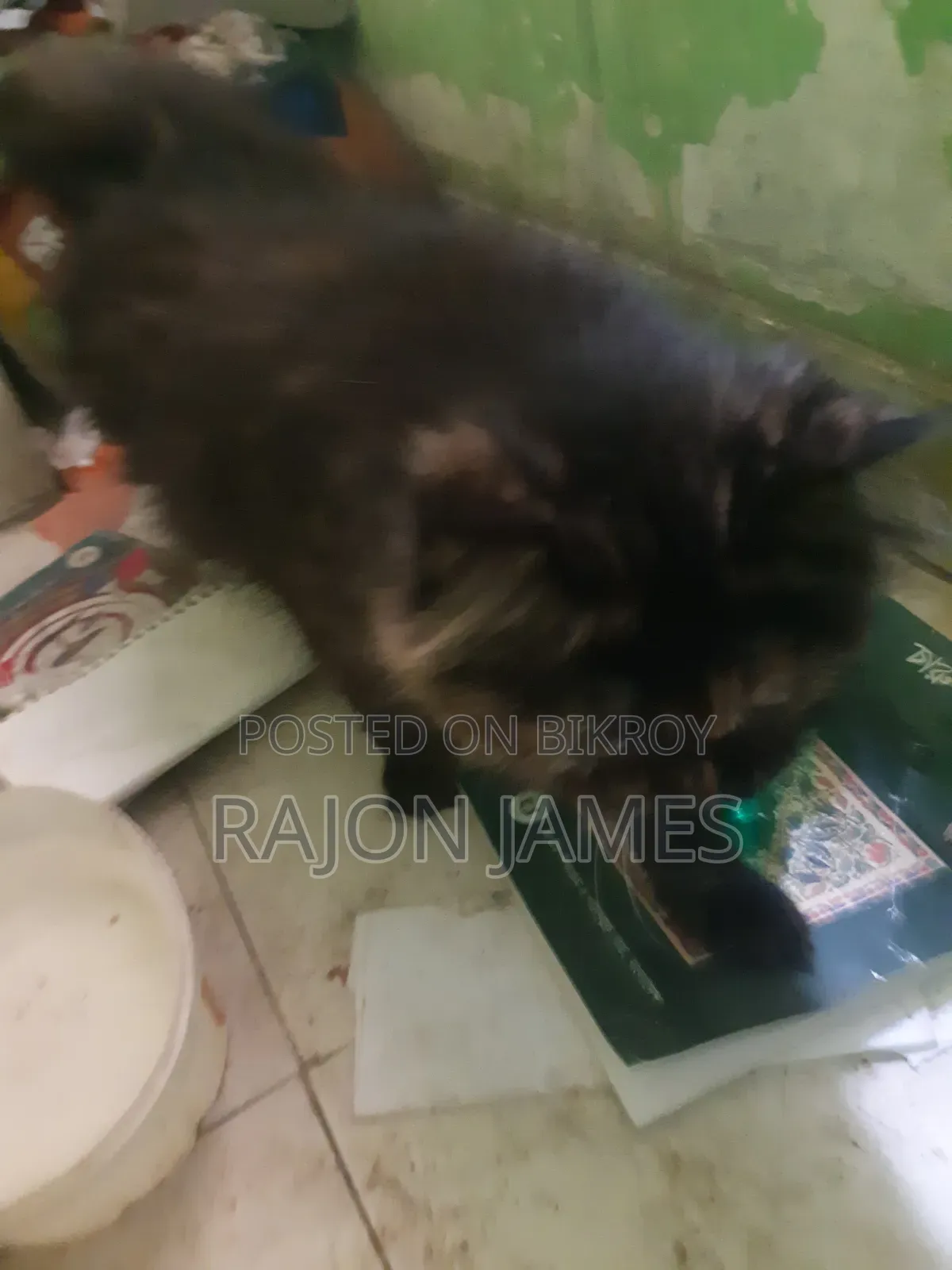 6-12 Months Female Purebred Persian
