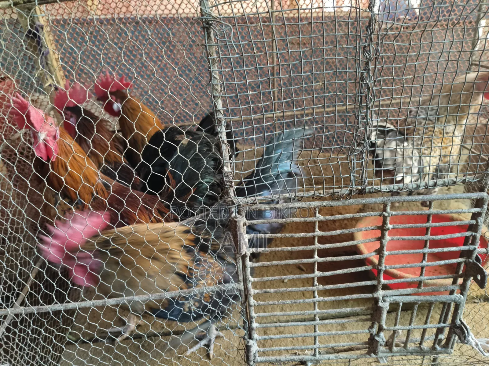 Original Deshi Rooster for Sale