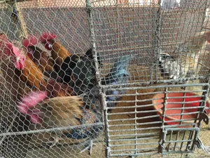 Original Deshi Rooster for Sale