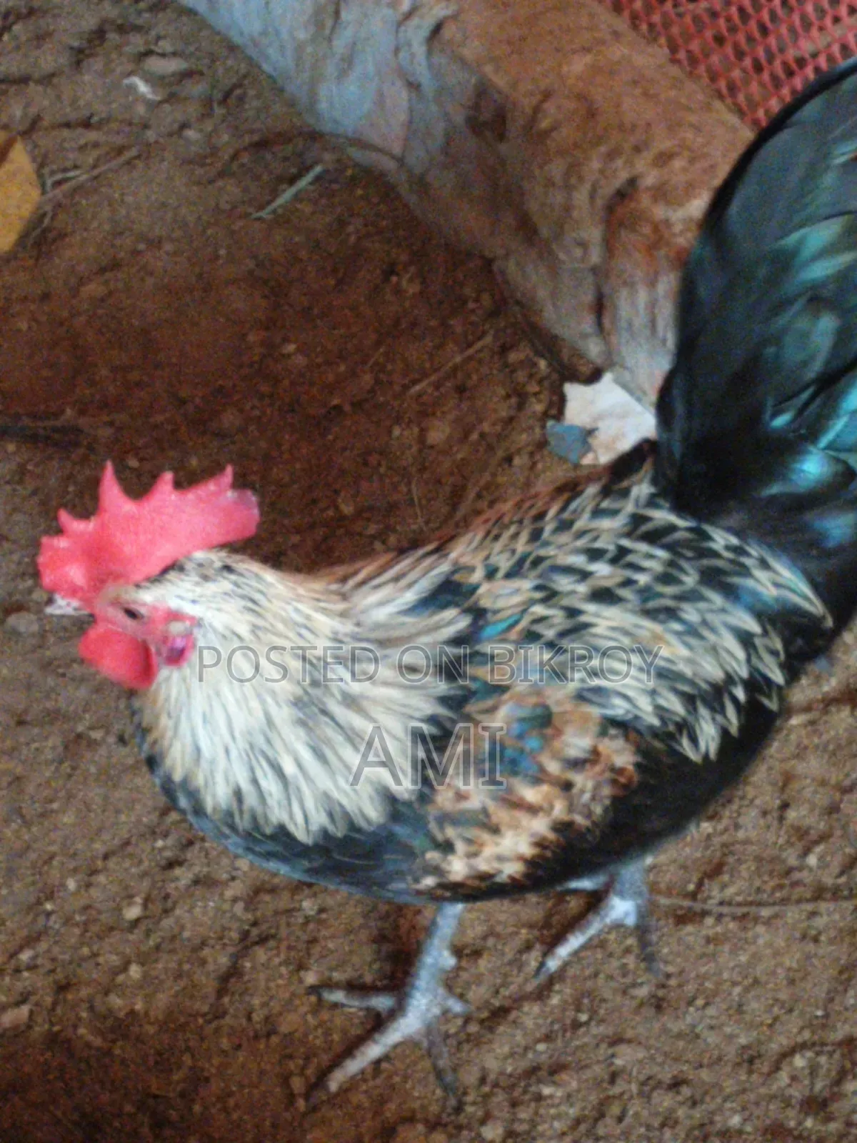 Original Deshi Rooster for Sale