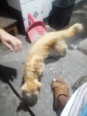 ১+ বছরের পুরুষ পিওরব্রেড পার্সিয়ান বিড়াল