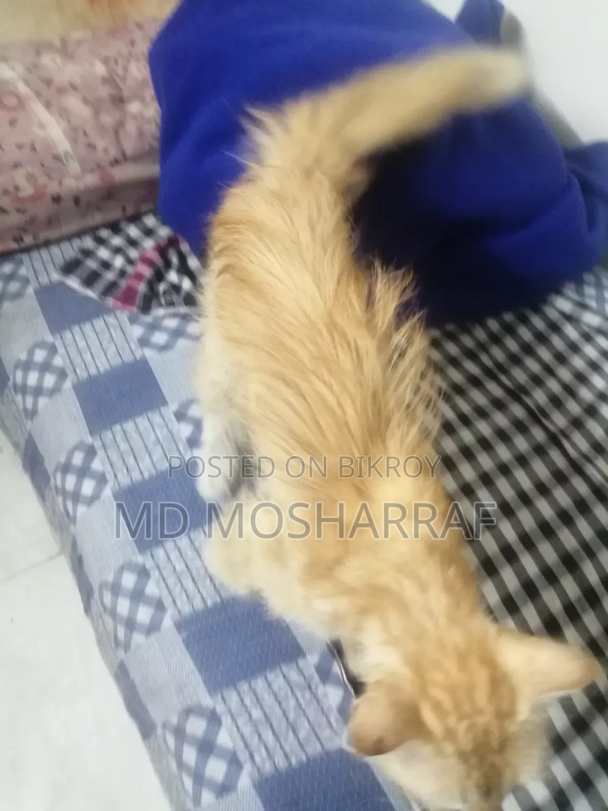 ১+ বছরের পুরুষ পিওরব্রেড পার্সিয়ান বিড়াল