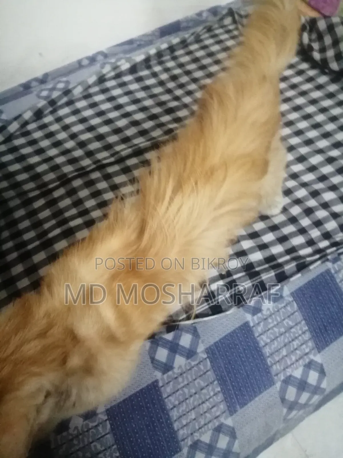 ১+ বছরের পুরুষ পিওরব্রেড পার্সিয়ান বিড়াল