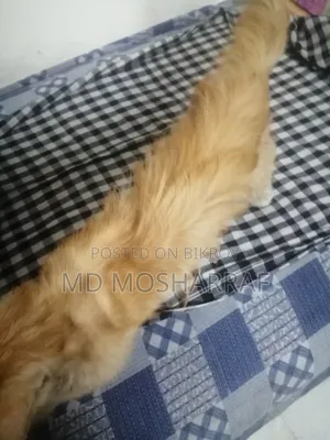 ১+ বছরের পুরুষ পিওরব্রেড পার্সিয়ান বিড়াল