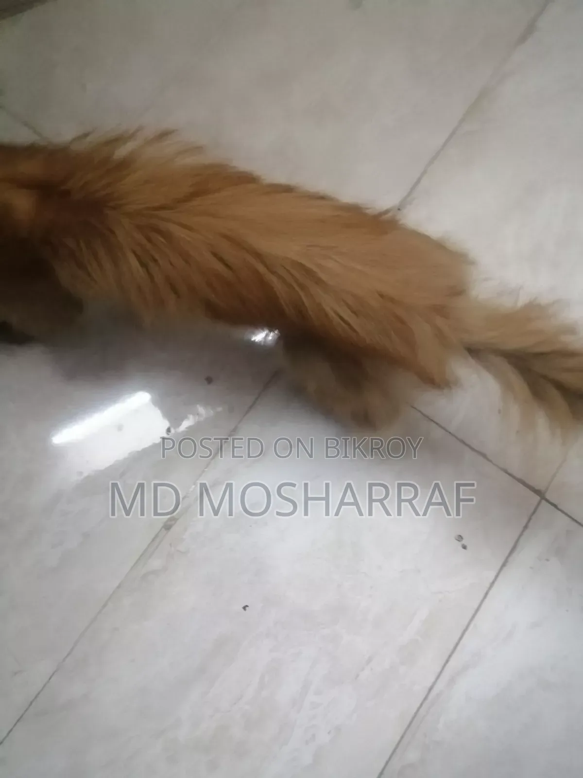 ১+ বছরের পুরুষ পিওরব্রেড পার্সিয়ান বিড়াল
