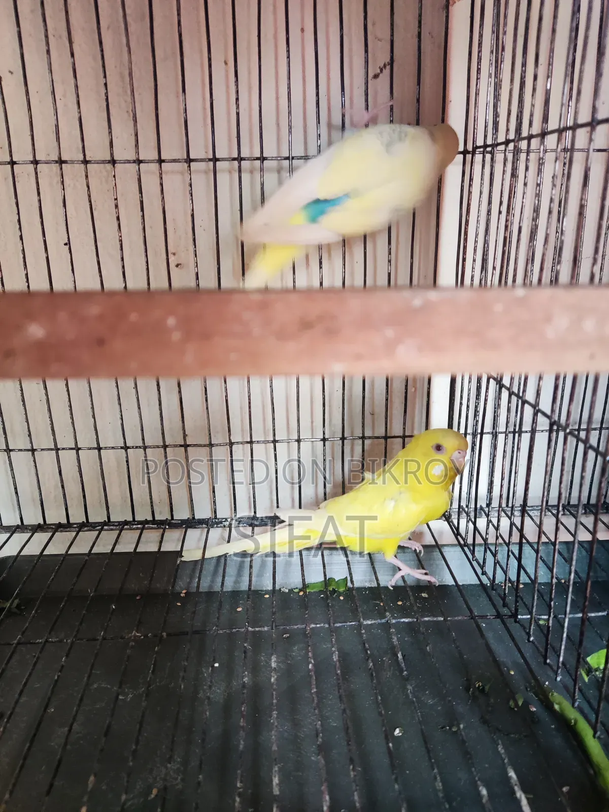 Bajigar Female Bird