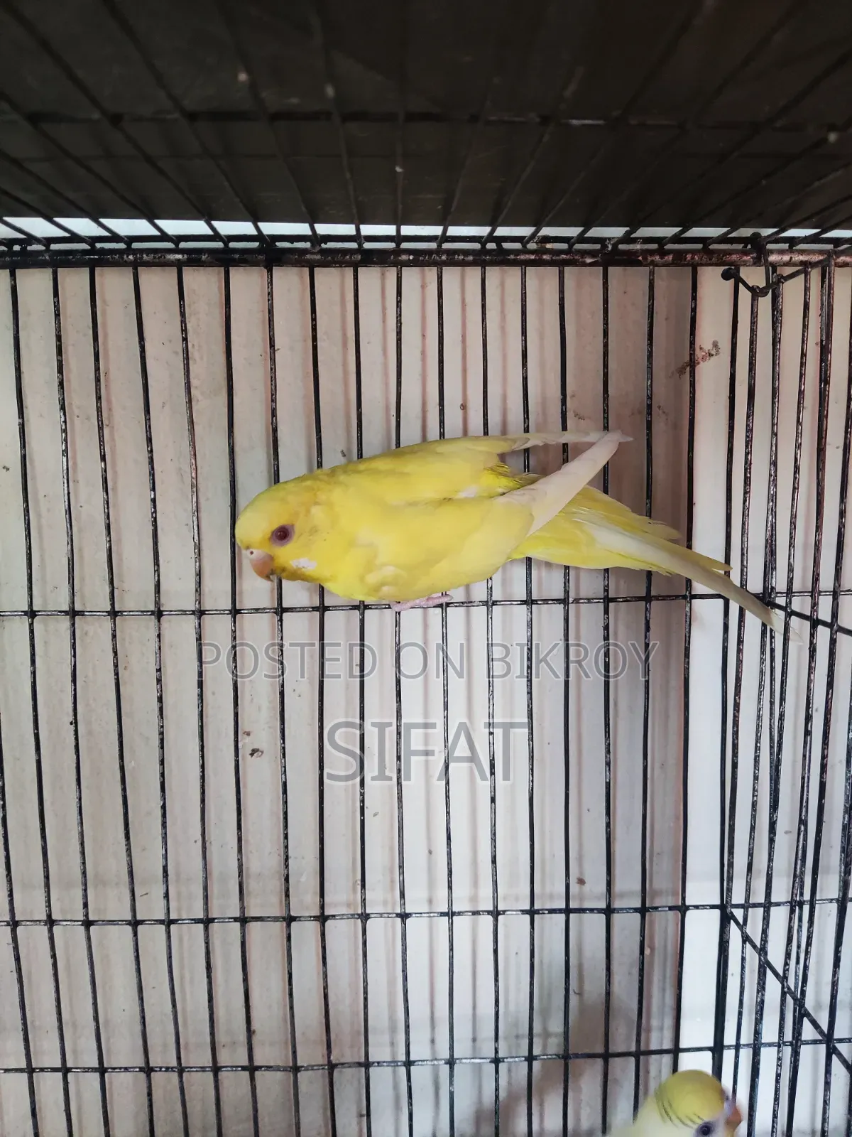 Bajigar Female Bird
