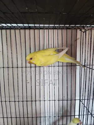 Bajigar Female Bird