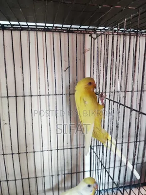 Bajigar Female Bird