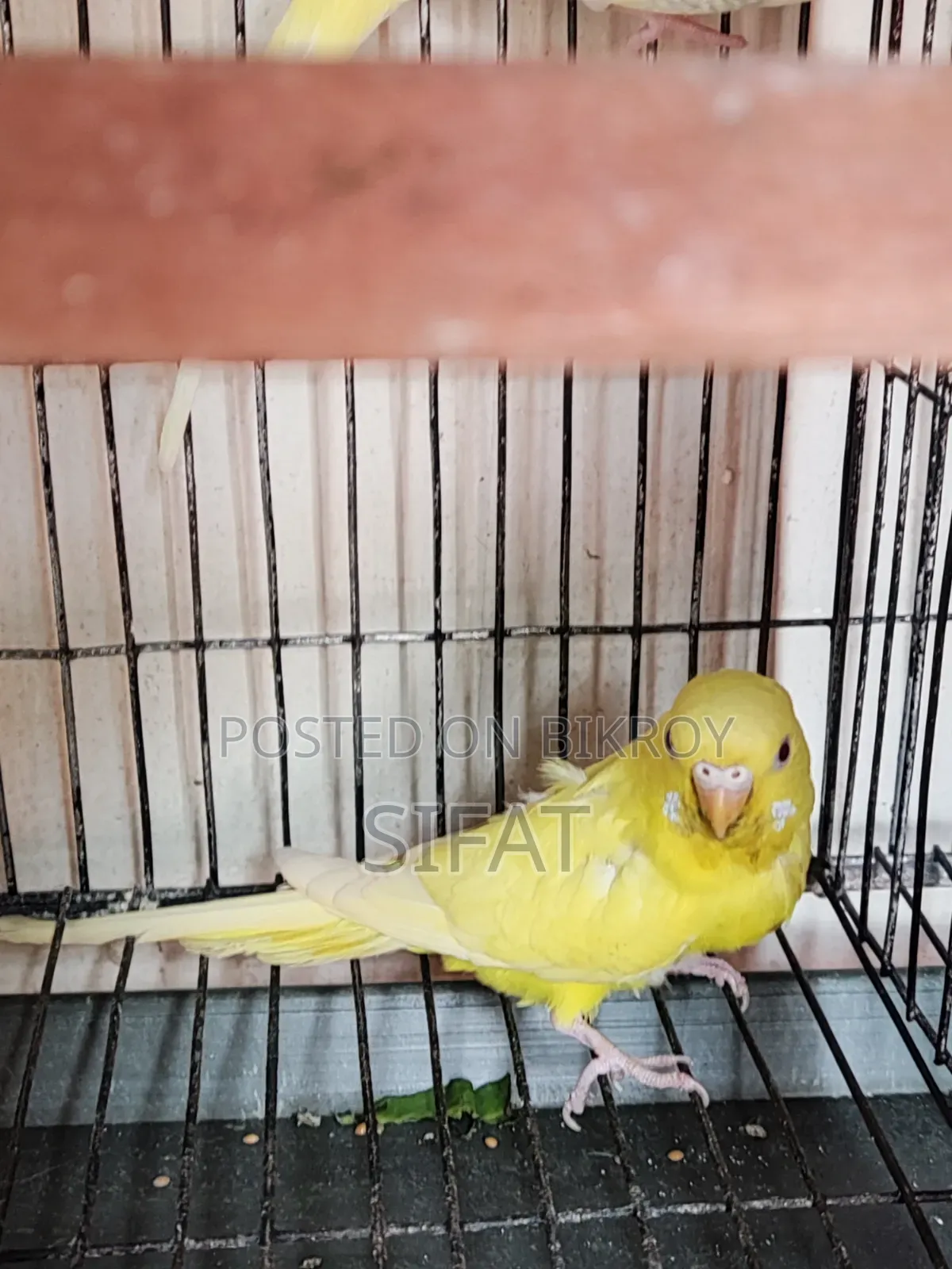 Bajigar Female Bird