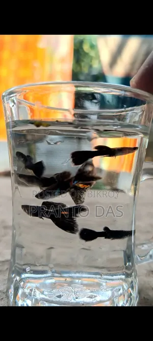 Black Moscow Guppy Fish for Sale