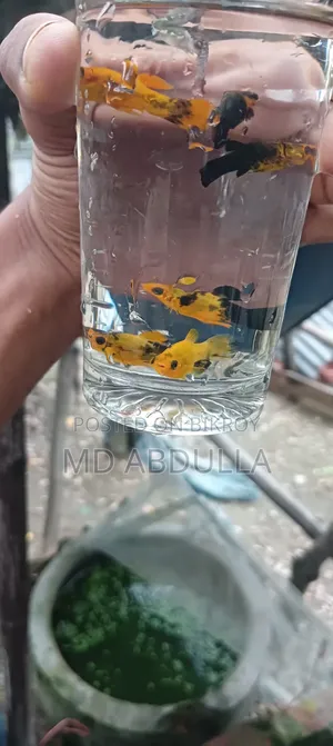 মিক্স গাপ্পি Golder মলি রেডিয়াম হোয়াইট মলি