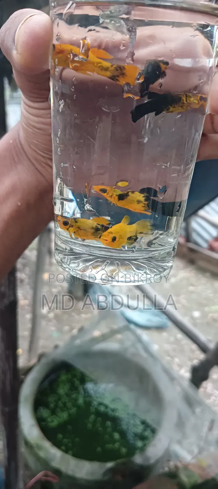 Mixed Guppy, Gold Molly, Radium White Molly