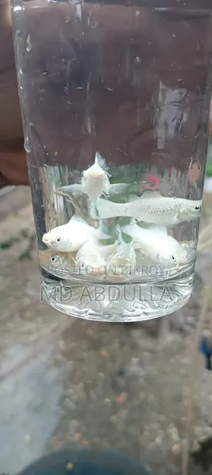 Mixed Guppy, Gold Molly, Radium White Molly