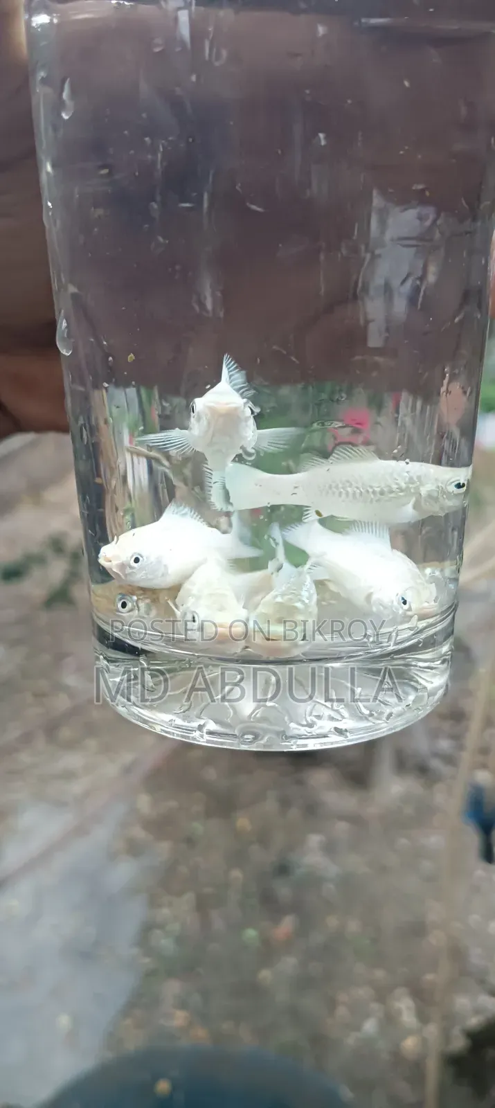 Mixed Guppy, Gold Molly, Radium White Molly