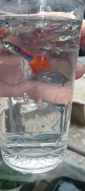 Mixed Guppy, Gold Molly, Radium White Molly