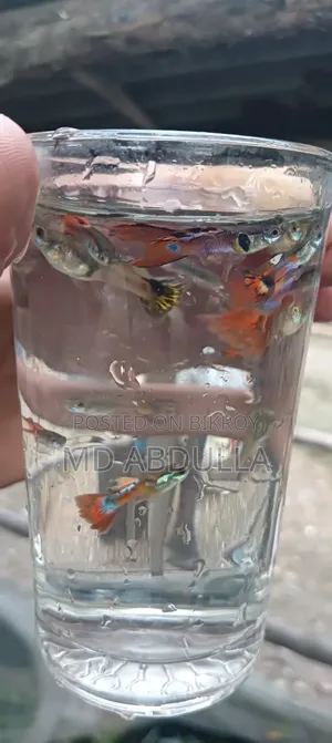 Mixed Guppy, Gold Molly, Radium White Molly