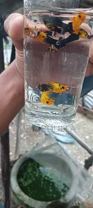 Mixed Guppy, Gold Molly, Radium White Molly