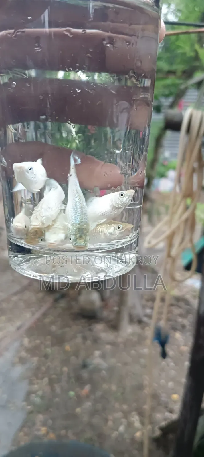 Mixed Guppy, Gold Molly, Radium White Molly