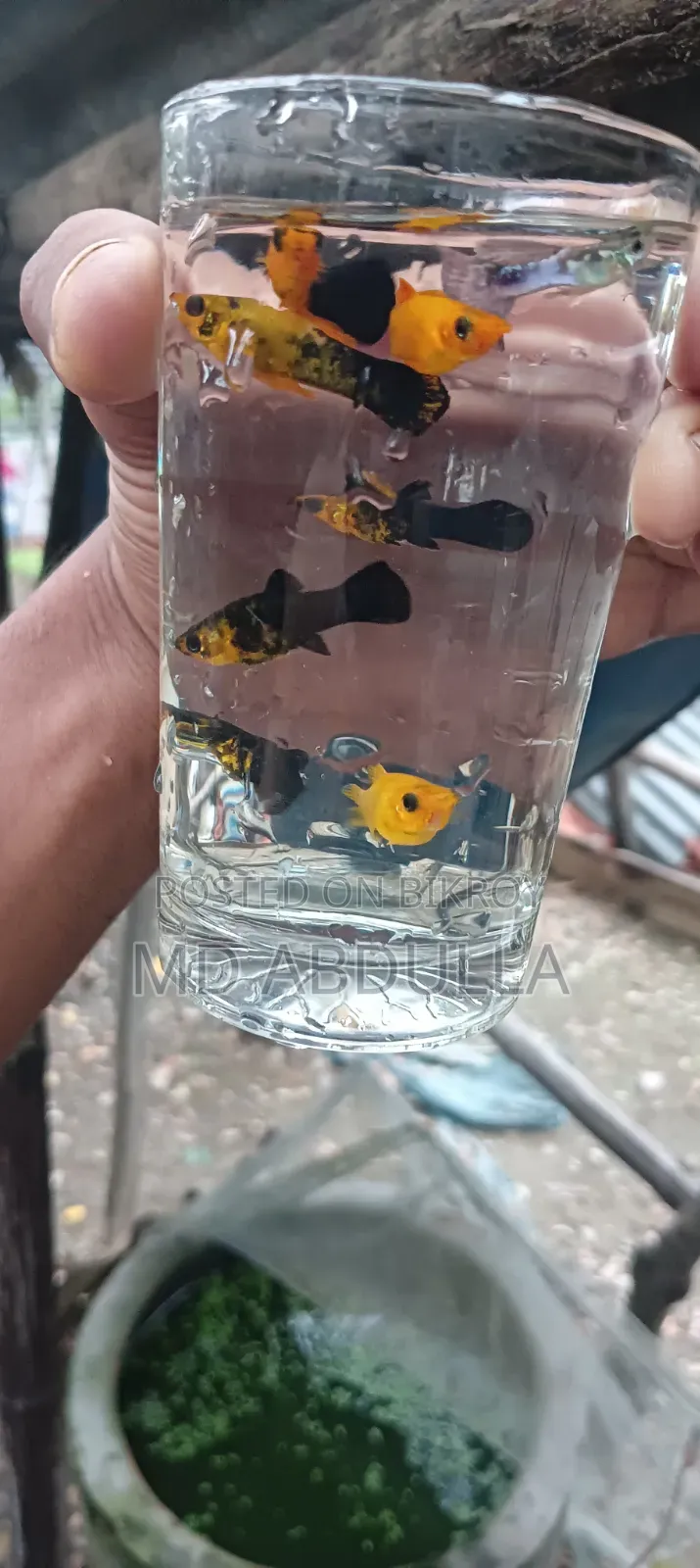 Mixed Guppy, Gold Molly, Radium White Molly