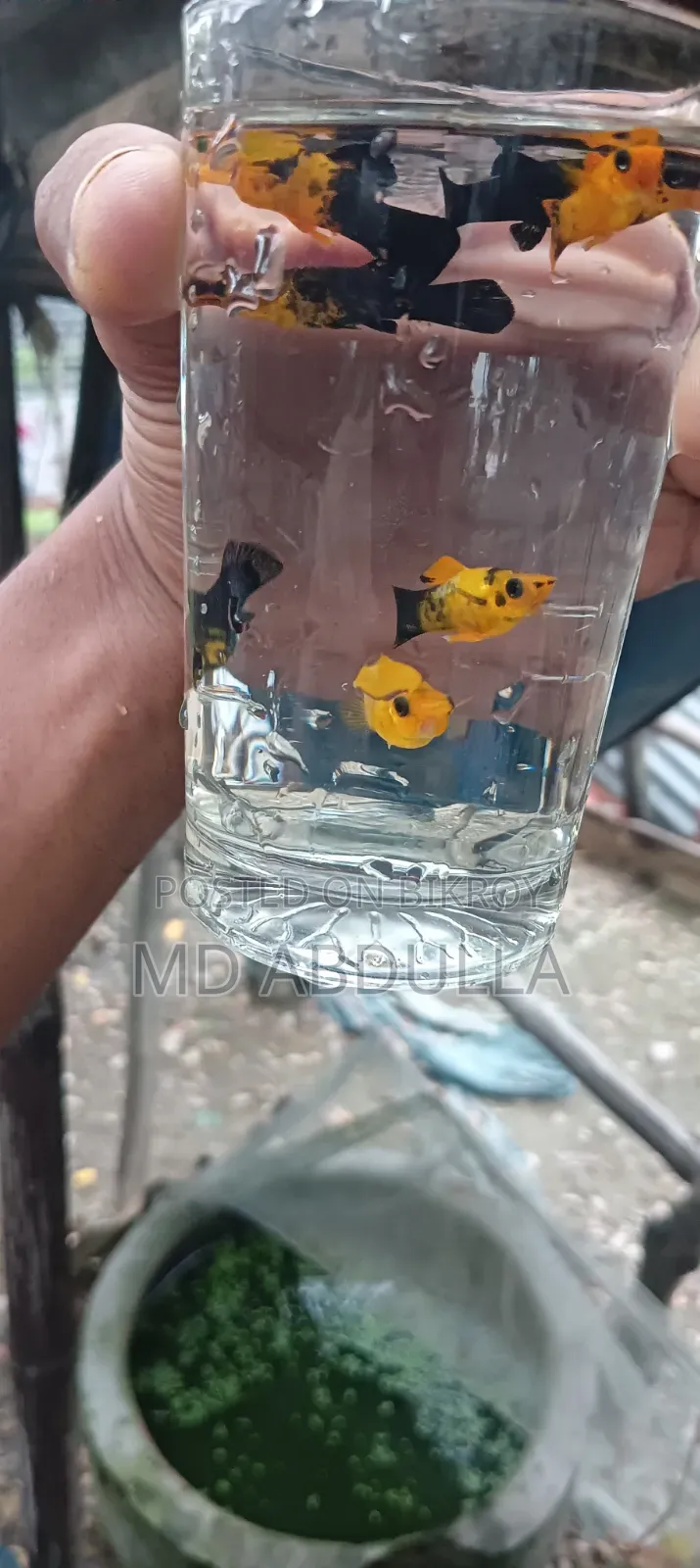 Mixed Guppy, Gold Molly, Radium White Molly