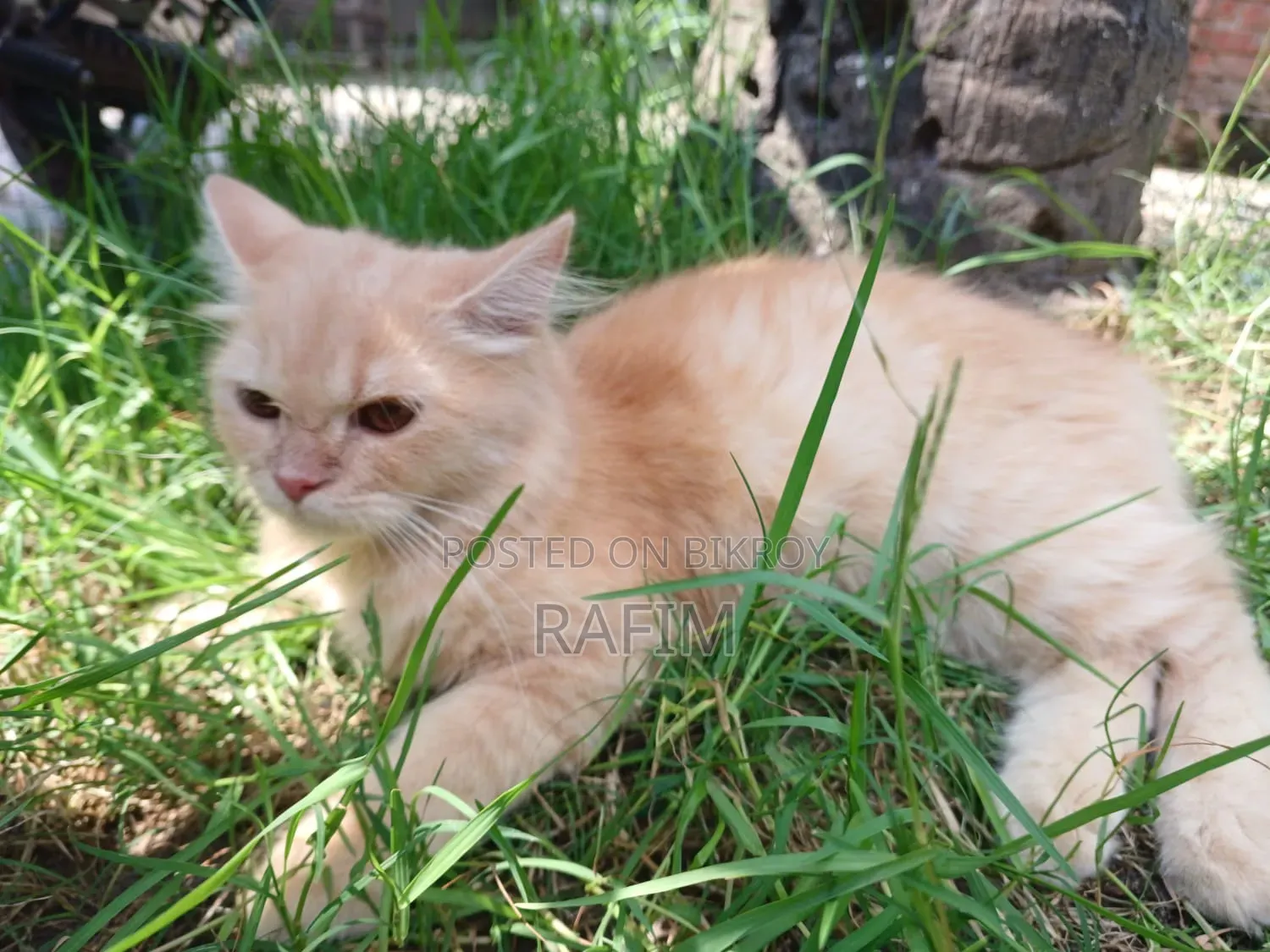 3-6 Months Male Purebred Persian