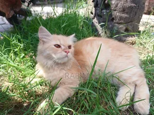 3-6 Months Male Purebred Persian