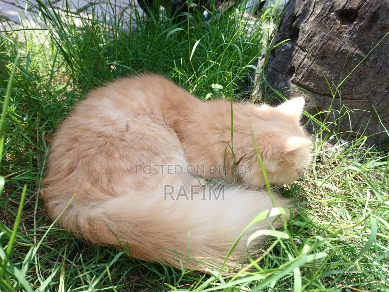 3-6 Months Male Purebred Persian