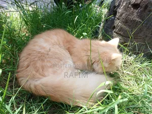 3-6 Months Male Purebred Persian