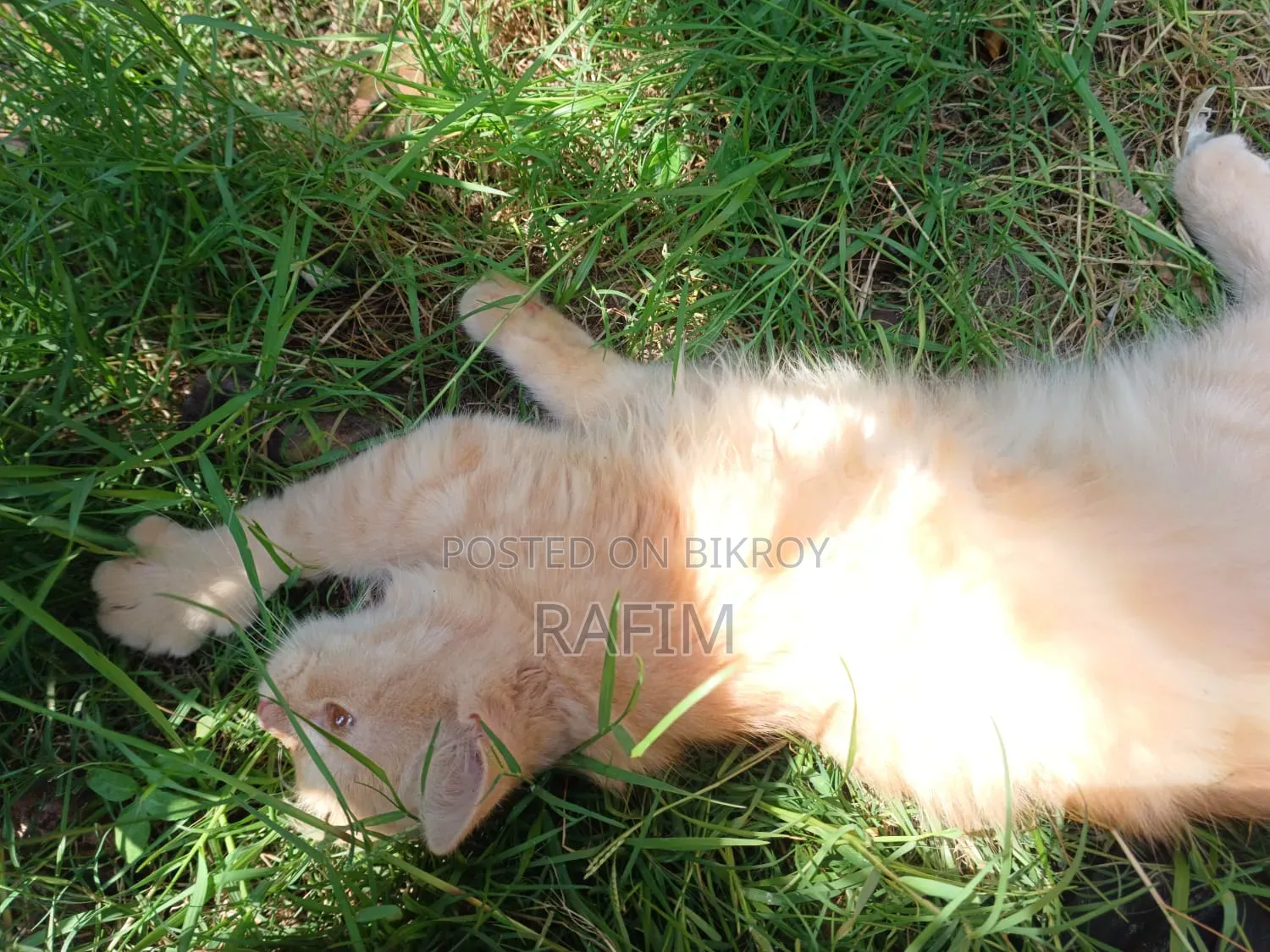 3-6 Months Male Purebred Persian